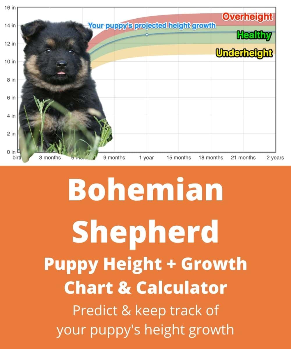 bohemian-shepherd Puppy height Growth Chart